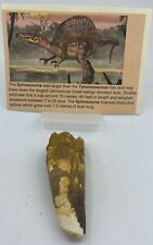 Spinosaurus teeth dinosaur for sale  Wake Forest