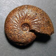 Epimayaites falcoides fossile usato  Italia