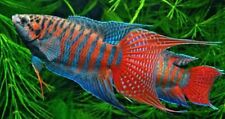 Live aquarium fish for sale  Oroville