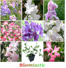 Mixed sweet pea for sale  HOOK
