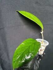Hoya vitellinoides for sale  USA