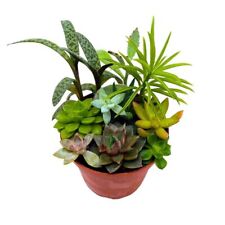 Succulent arrangement inch for sale  Apopka