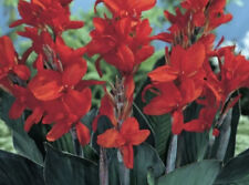 Canna red bulb for sale  Jasper