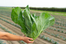 Spring cabbage plug for sale  PRESTON