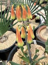 2x seeds, Cyrtanthus obliquus, Nice Bulbs,  13/3/2024 for sale  Shipping to South Africa