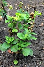Nicotiana rustica 100 d'occasion  Expédié en Belgium