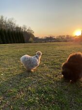 Silkie hatching eggs for sale  Senoia