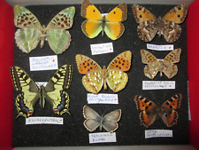 british butterfly collection for sale  WATERLOOVILLE