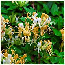 Wild honeysuckle lonicera for sale  Shipping to Ireland