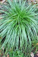 30 CHEROKEE SEDGE GRASS SEEDS - Carex cherokeensis for sale  Shipping to South Africa