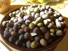 Semi di ulivo. Greco.8 Semi biologici + 2 gratis. Dal mio albero. Bonsai molto raro usato  Spedire a Italy