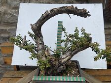 Cotoneaster bonsai carving for sale  CLITHEROE