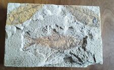 Fossile poisson collection d'occasion  Pacy-sur-Eure