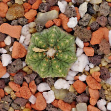 Usato, Cactus - cactus - aztekium ritterii senza radici circa 15 mm - 1 pianta usato  Spedire a Italy
