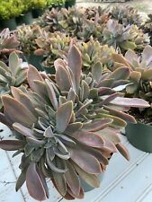 Crested japanese echeveria for sale  Lompoc