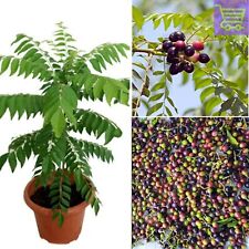 Used, Indian Curry leaves leaf plant kadi patta murraya pure organic grown Seeds for sale  Shipping to South Africa