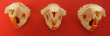 Lot beaver skulls for sale  Cumberland