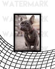 French bulldog dog for sale  BLACKWOOD