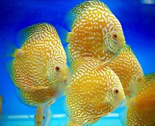Discus yellow pigeon for sale  LONDON