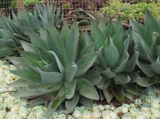 Agave blue flame. for sale  Inglewood