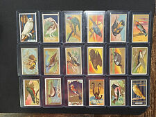 1910 t42 birds for sale  Newtown