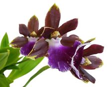 Zygopetalum redvale orchidea usato  Spedire a Italy