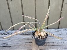 Euphorbia knuthii rare for sale  Homestead