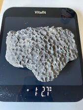1.27 lb Petoskey Stone(unpolished) Found In Michigan!!! for sale  Shipping to South Africa