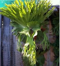 Staghorn fern fresh for sale  GLOUCESTER