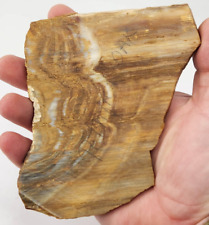 Petrified oak wood for sale  Rockledge