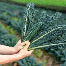 Cavolo nero plug for sale  PRESTON