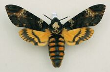 Sphingidae - Acherontia atropos - Death's-head Hawk-moth - #203 - female for sale  Shipping to South Africa
