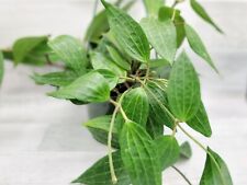 Hoya macrophylla green for sale  Reseda