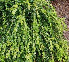 Unraveled weeping boxwood for sale  Pelzer