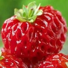 Rare plants fraises d'occasion  Vals-les-Bains