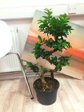 1 Large Ficus Benjamina Weeping Fig Tree S Shape Bonsai Evergreen Indoor Plant segunda mano  Embacar hacia Spain