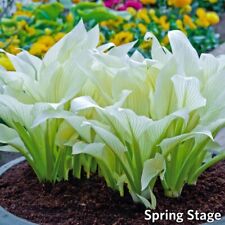 Hosta plant white d'occasion  Expédié en Belgium