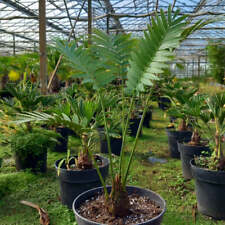 Dioon spinulosum caudex usato  Spedire a Italy