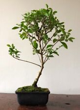 Privet bonsai tree for sale  LEEDS