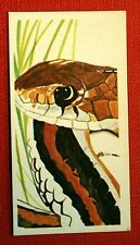 Garter snake illustrated for sale  DERBY