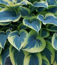Hosta hybrida first for sale  Shipping to Ireland