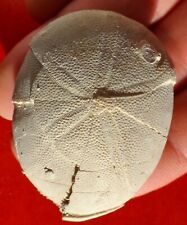 Oursin fossile landes d'occasion  Cuxac-d'Aude