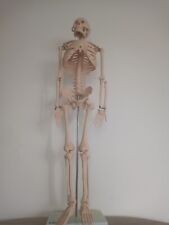 66fit human skeleton for sale  SOUTH SHIELDS