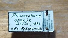 Coleoptera scarabaeoidea pleur usato  Roma