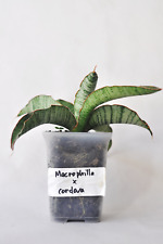sansevieria hybrid Macrophylla x Cordova RARE Hybrid, used for sale  Shipping to South Africa