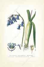 Common bluebell bluebells for sale  HASLEMERE