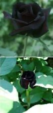 Pflanzen schwarze rose gebraucht kaufen  Kaiserslautern