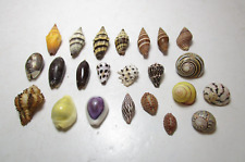 Lot vtg cowrie for sale  Shipping to Ireland