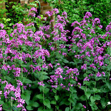 Lunaria annua silbertaler gebraucht kaufen  Mutterstadt