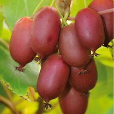 1 Kiwi Resistente Rojo Planta Arraigada Viva Zonas 4-9. segunda mano  Embacar hacia Argentina